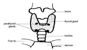 parathyroid_glands